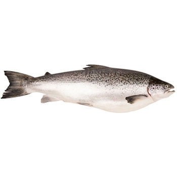 Fresh Australian Whole Salmon (Case Sale / Variable Weight 18-22kg) 