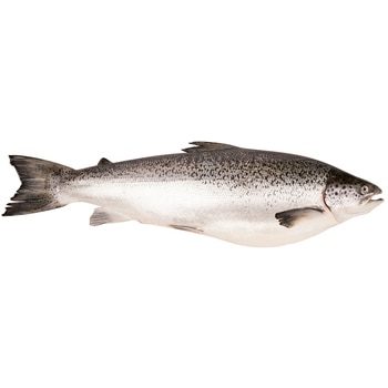 Whole Salmon Gilled Gutted And Scaled Case Sale Variable Weight 17-20kg