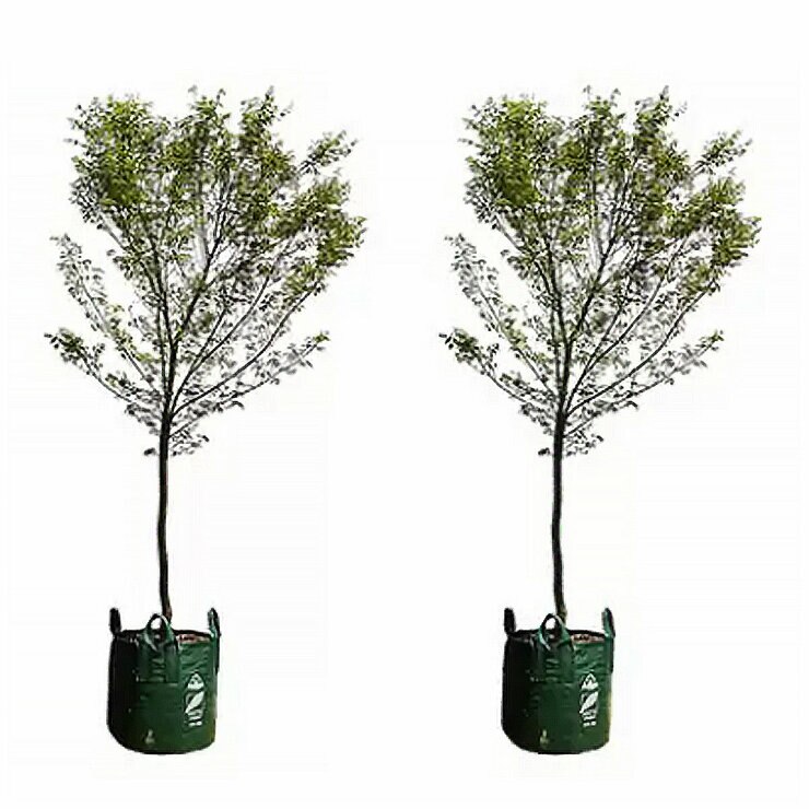 Japanese Maple Trees 4 x 100L Japanese Maple Trees 4 x 100L