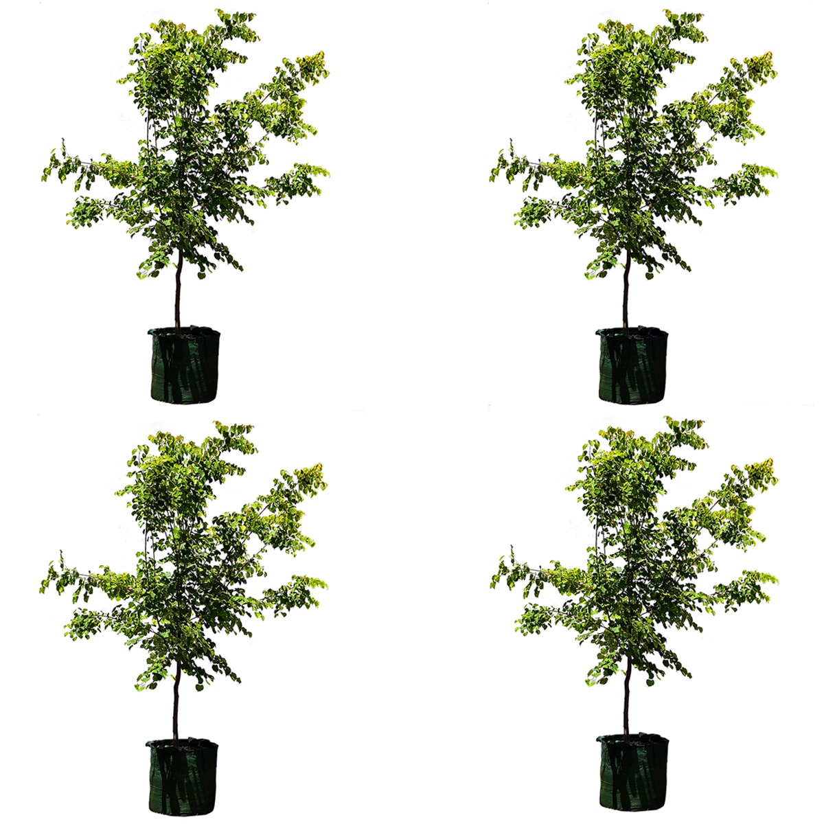 4 X Winter Orange Trees