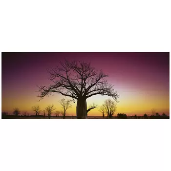 Ken Duncan Kimberley Boab WA Framed Print 127.6 x 67.6cm