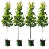 Pyrus Ussuriensis Manchurian Pear 4 x 100L