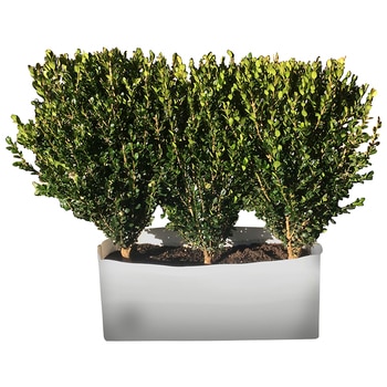 Buxus Instant Hedge Triple-Planted Troughs 10 Pack