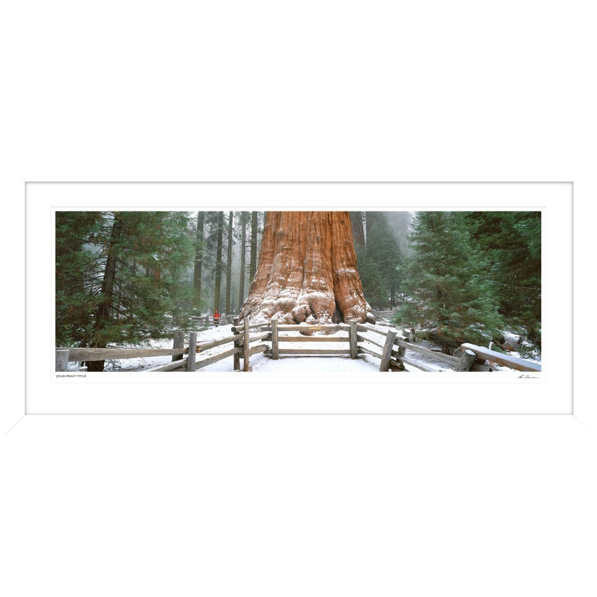 Ken Duncan Gen. Sherman Tree Sequoia N.P Framed Print 51.9 x 101.2cm