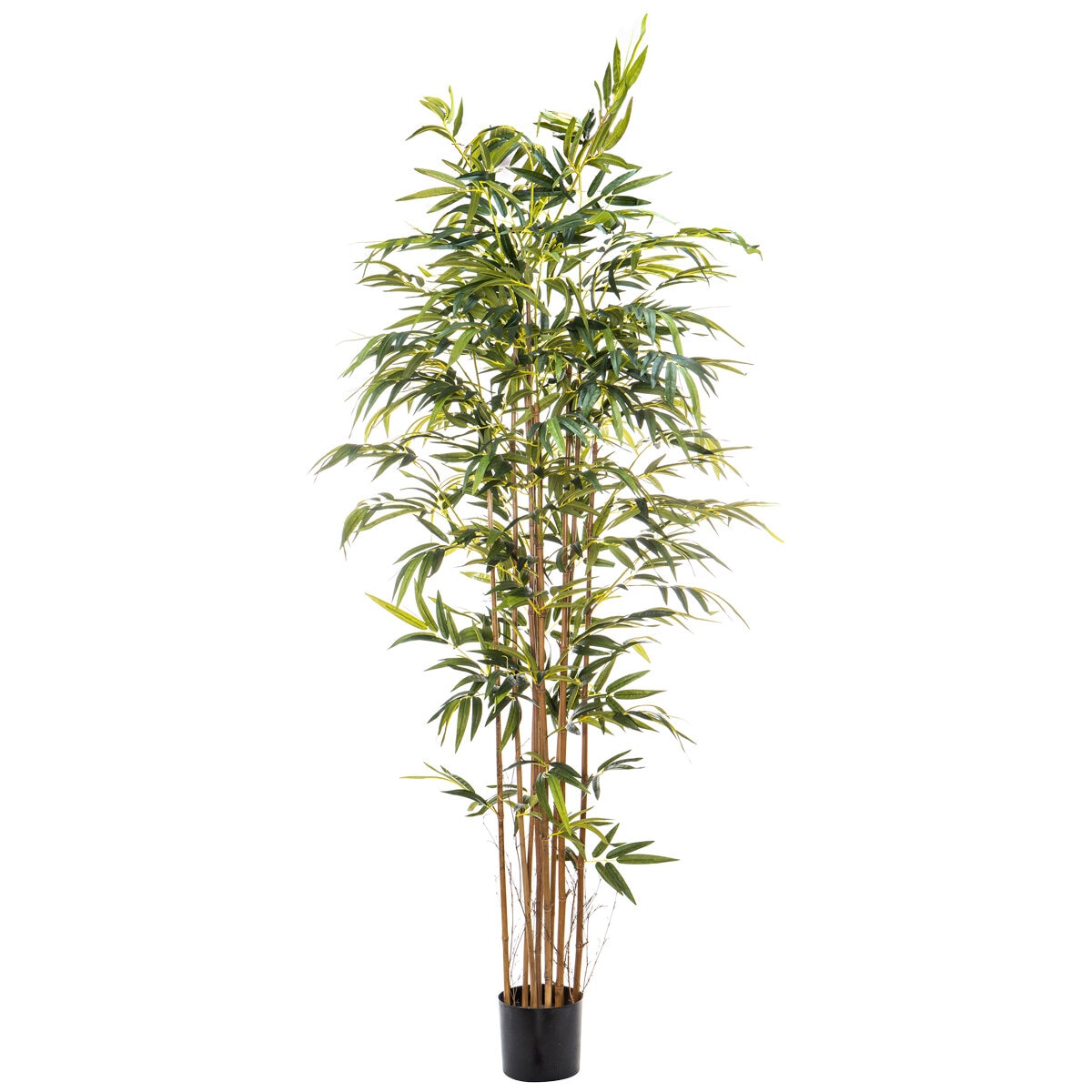 Rogue Bamboo Tree