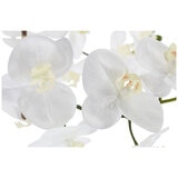 CGH Phalaenopsis Orchid Arrangement 1.2M White