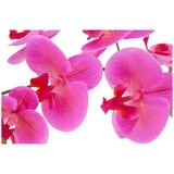 CGH Phalaenopsis Orchid Arrangement Pink 1.2M