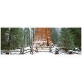 Ken Duncan Gen. Sherman Tree Sequoia N.P Framed Print 161 x 77.3cm