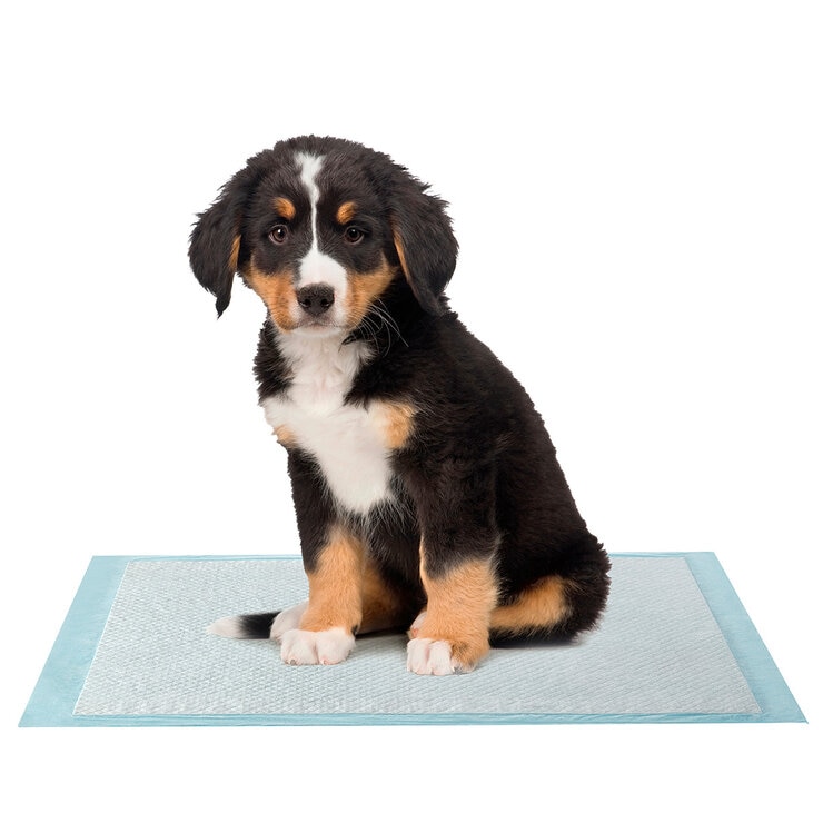 Kirkland Signature Absorbent Pads 100 Count