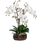 Rogue Black Label Phalaenopsis Bud Mix Scarlett Bowl