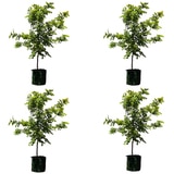 4 X Winter Orange Trees