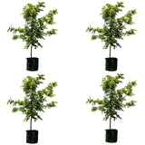 4 X Winter Orange Trees