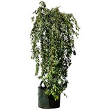 Falling Snow Weeping Cherry Trees 6 x 100L