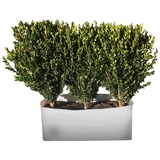 Buxus Trough Hedges 10 x 500 x 28 cm