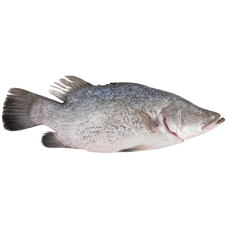 Fresh Australian Whole Baby Barramundi (Case Sale/Variable Weight 10
