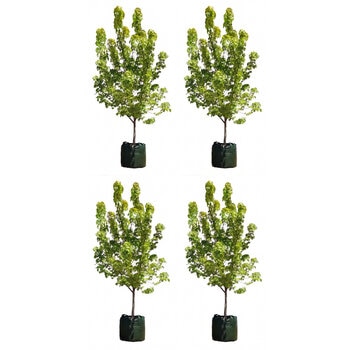 Acer Rubrum Autumn Blaze 4 x 100LT Acer Rubrum Autumn Blaze 4 x 100LT