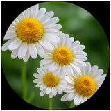 Itchfix Soothing Gel 2 x 75g