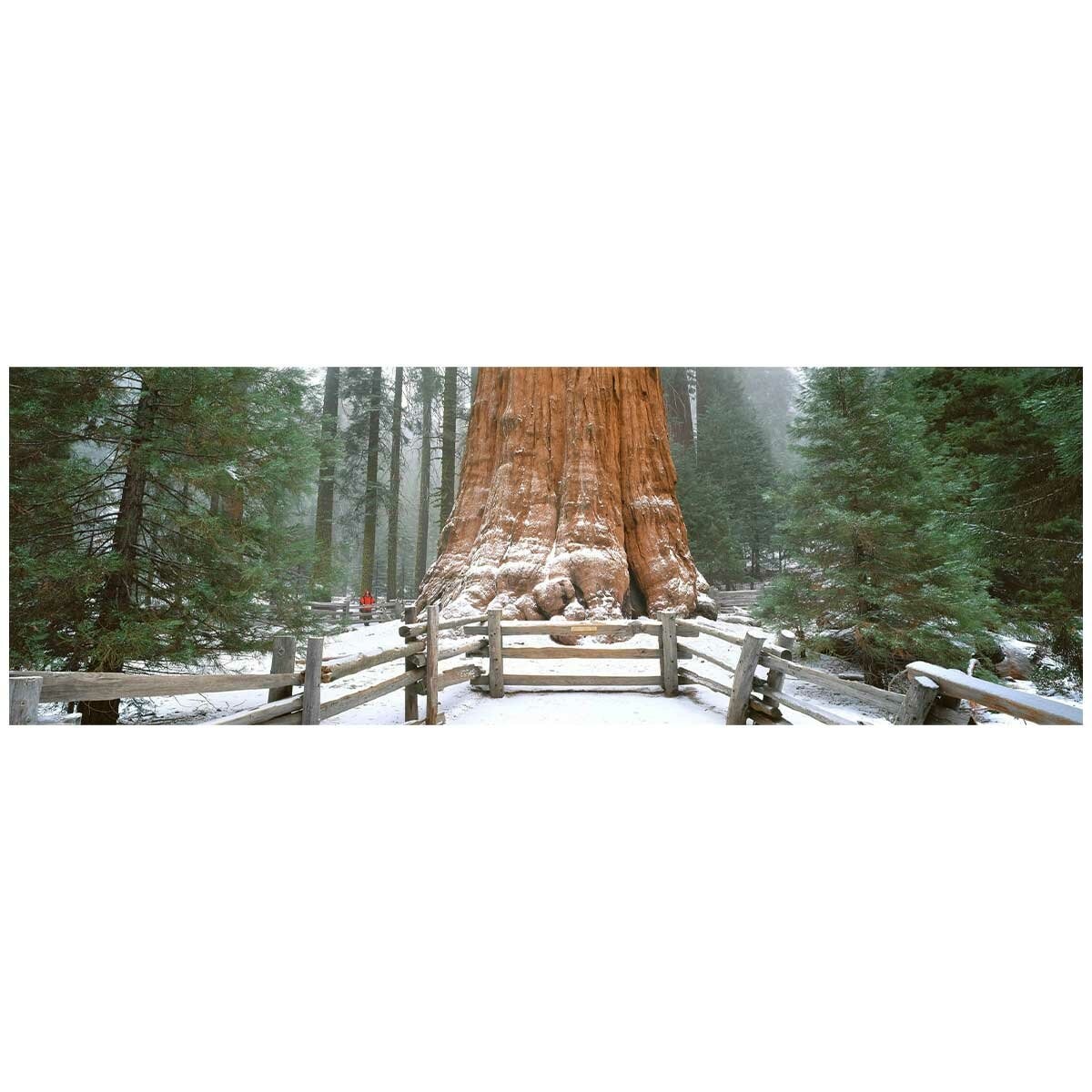 Ken Duncan Gen. Sherman Tree Sequoia N.P Framed Print 161 x 77.3cm