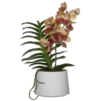 Rogue Grand Vanda Orchid-Allegra Pot