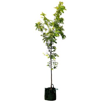 Green Vase Japanese Elm Trees 4 x 100L