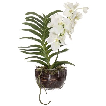 Rogue Vanda Orchid-Classic Bowl 44x34x60cm White/Glass