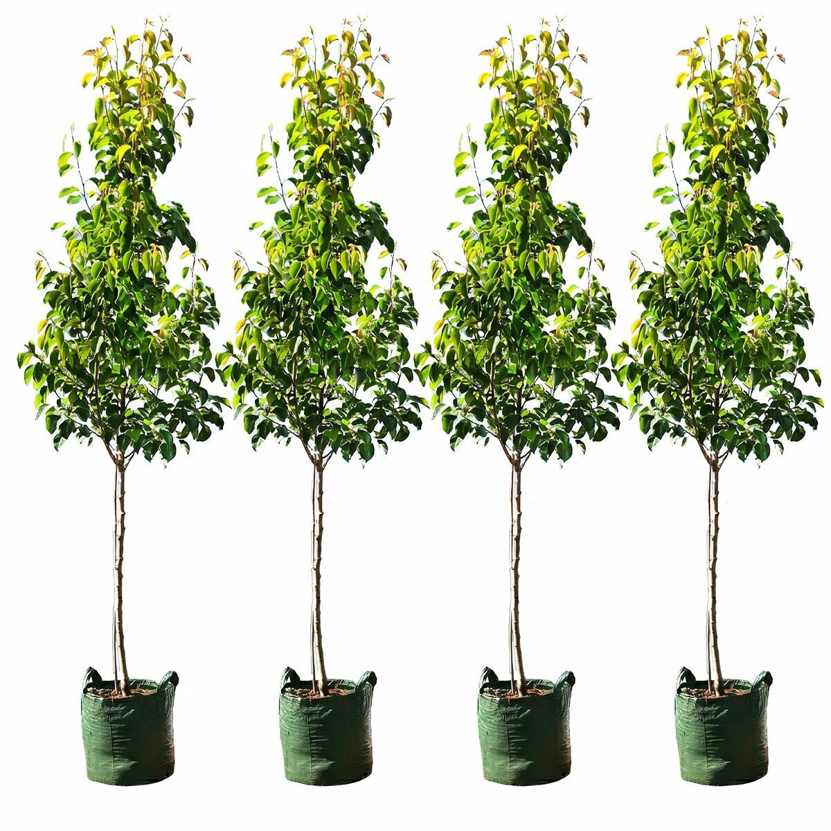 Pyrus Ussuriensis Manchurian Pear 4 x 100L