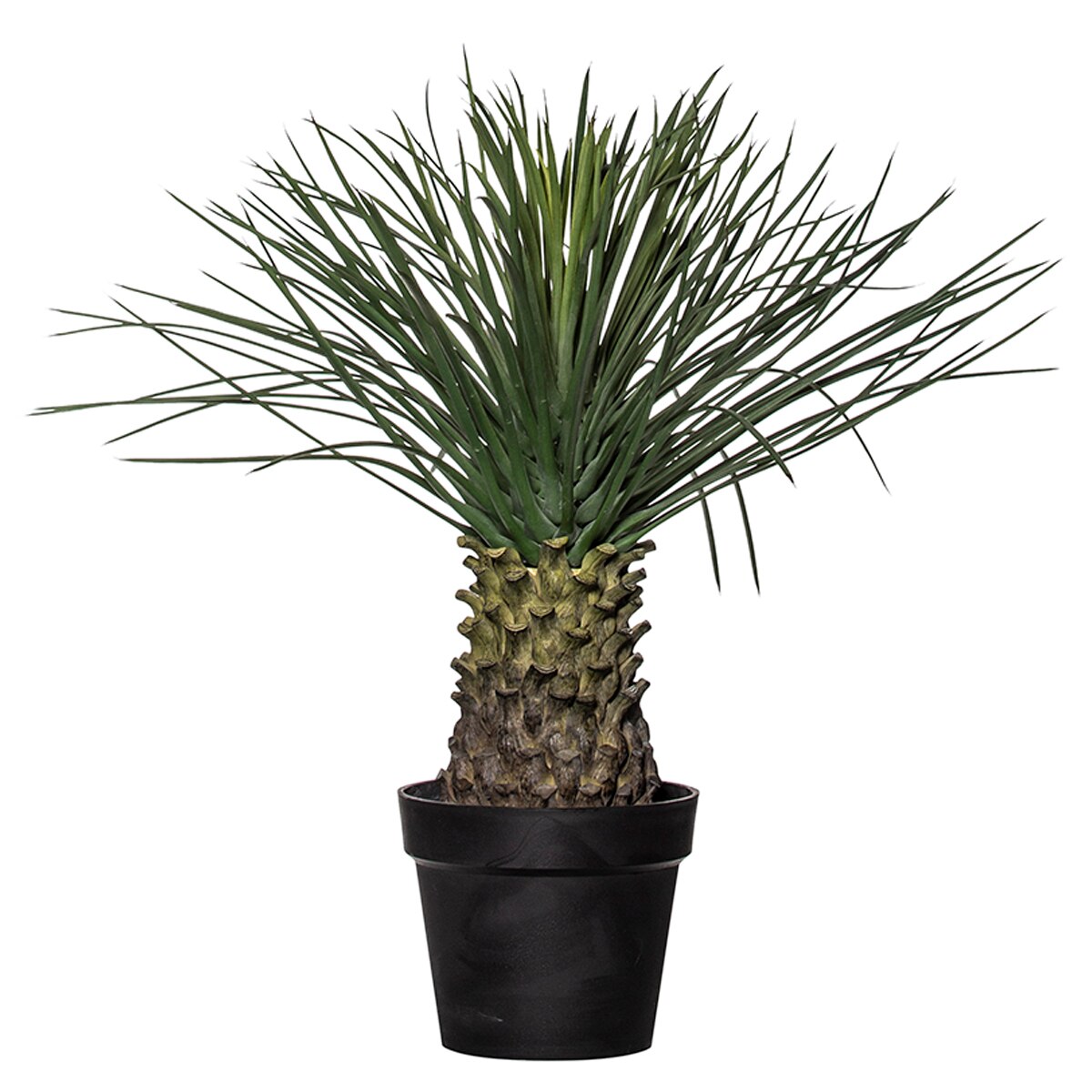 Rogue Spikey Grass Plant Costco Australia