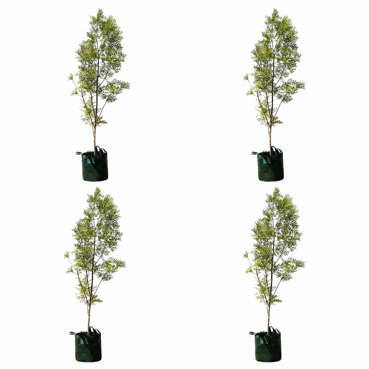 19-Claret Ash Fraxinus Raywoodii 100l 3.0m x 4 19-Claret Ash Fraxinus Raywoodii 100l 3.0m x 4