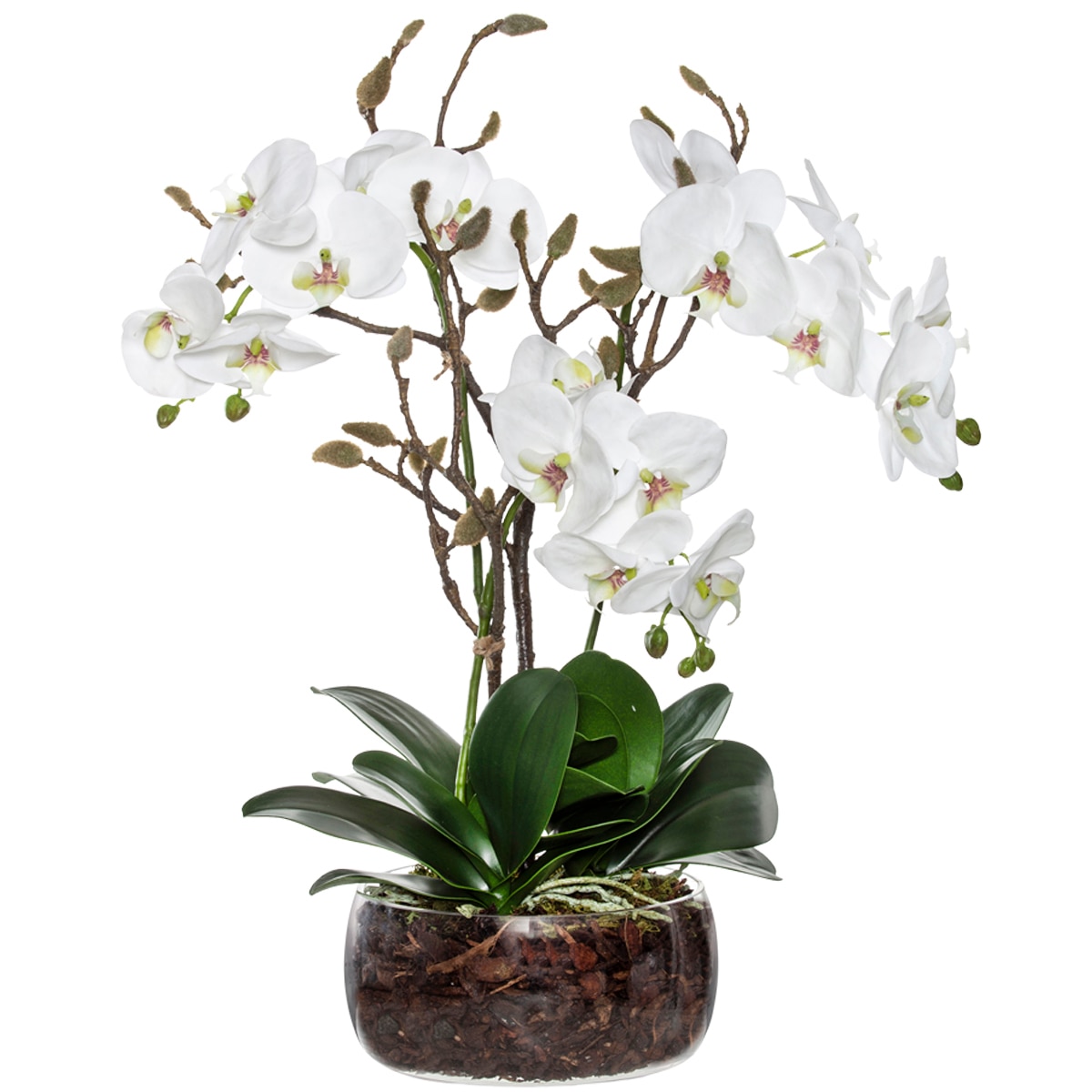 Rogue Black Label Phalaenopsis Bud Mix Scarlett Bowl