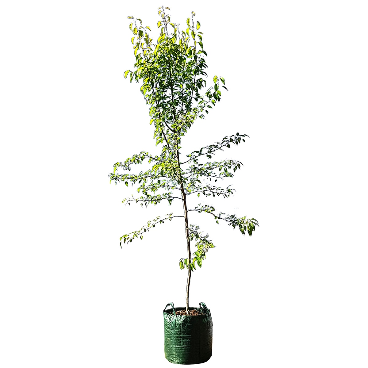 Mount Mooney Pyrus Nivalis Snow Pear Tree 45LT