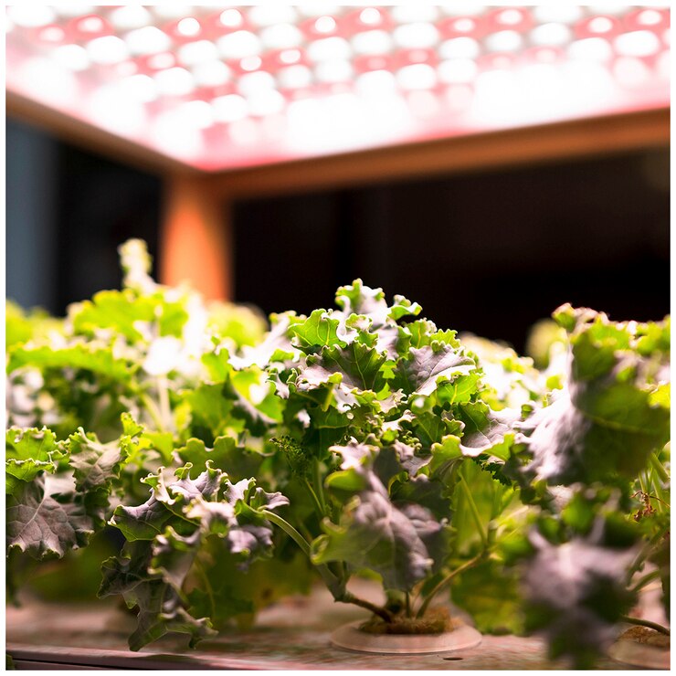 Urban Plant Growers EcoKitchen Smart Garden