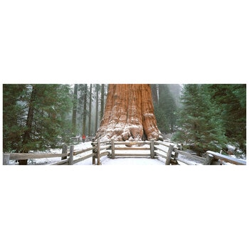 Ken Duncan Gen. Sherman Tree Sequoia N.P Framed Print 51.9 x 101.2cm Ken Duncan Gen. Sherman Tree Sequoia N.P Framed Print 51.9 x 101.2cm