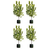 Acer Rubrum Autumn Blaze 4 x 100LT