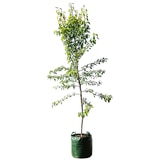 Mount Mooney Pyrus Nivalis Snow Pear Tree 45LT