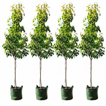 Pyrus Ussuriensis Manchurian Pear 4 x 100L Pyrus Ussuriensis Manchurian Pear 4 x 100L