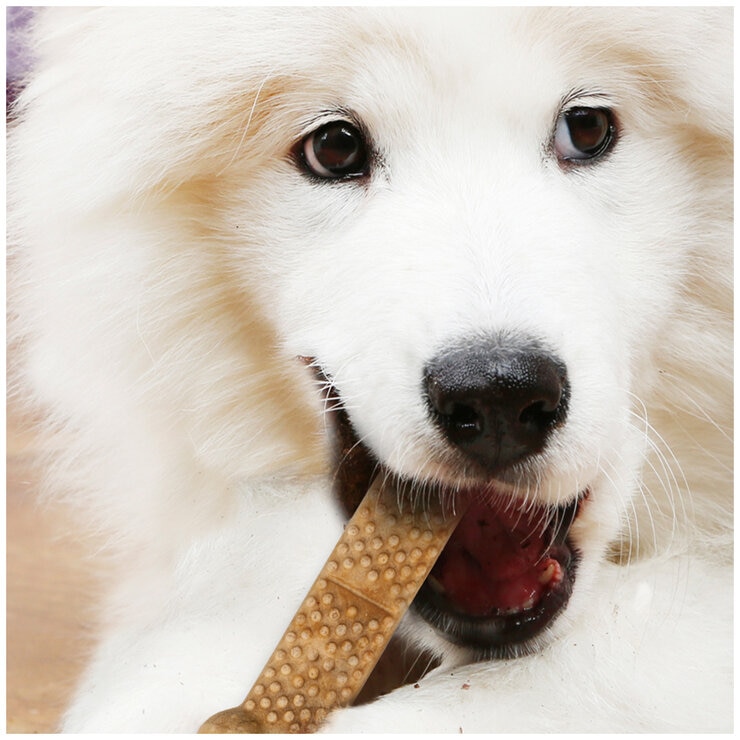 NYLABONE Nubz Dog Chews 22ct, 2-pack