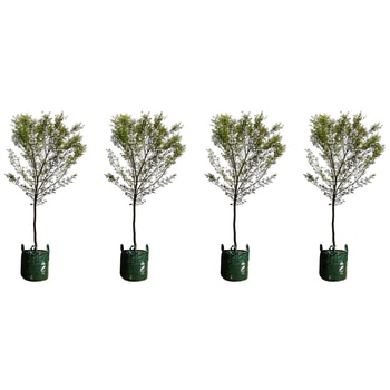 Japanese Maple Trees 4 x 100L Japanese Maple Trees 4 x 100L