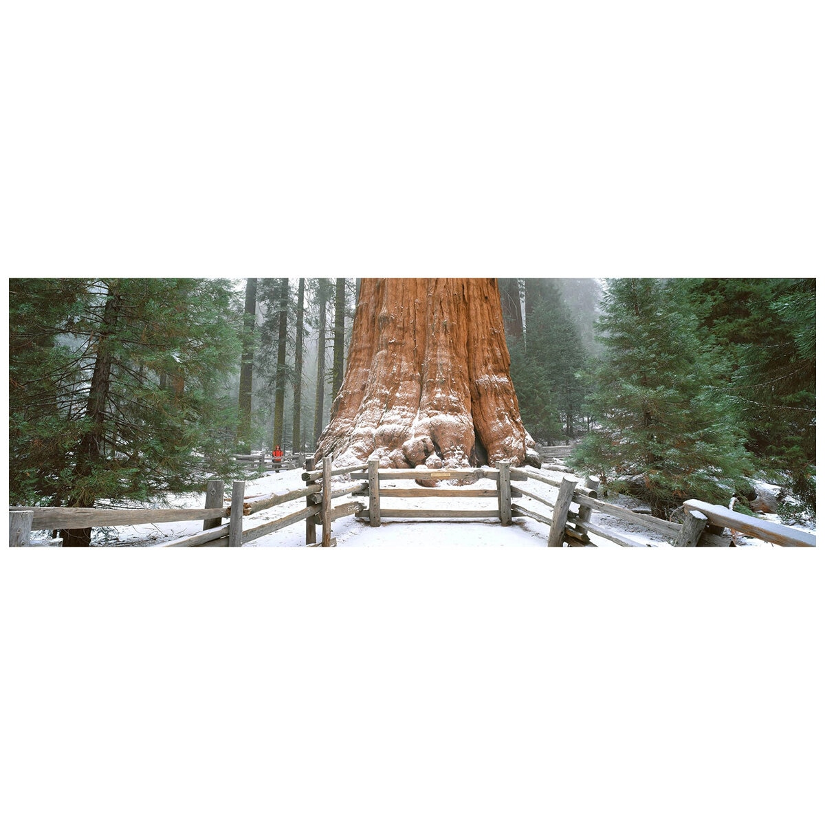 Ken Duncan Gen. Sherman Tree Sequoia N.P Framed Print 51.9 x 101.2cm