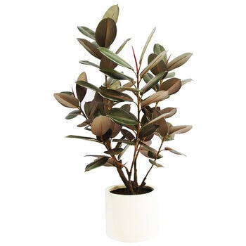 CGH Artificial Rubber Tree 1.2M