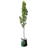 Mount Mooney Pyrus Calleryana Capital Tree 45LT