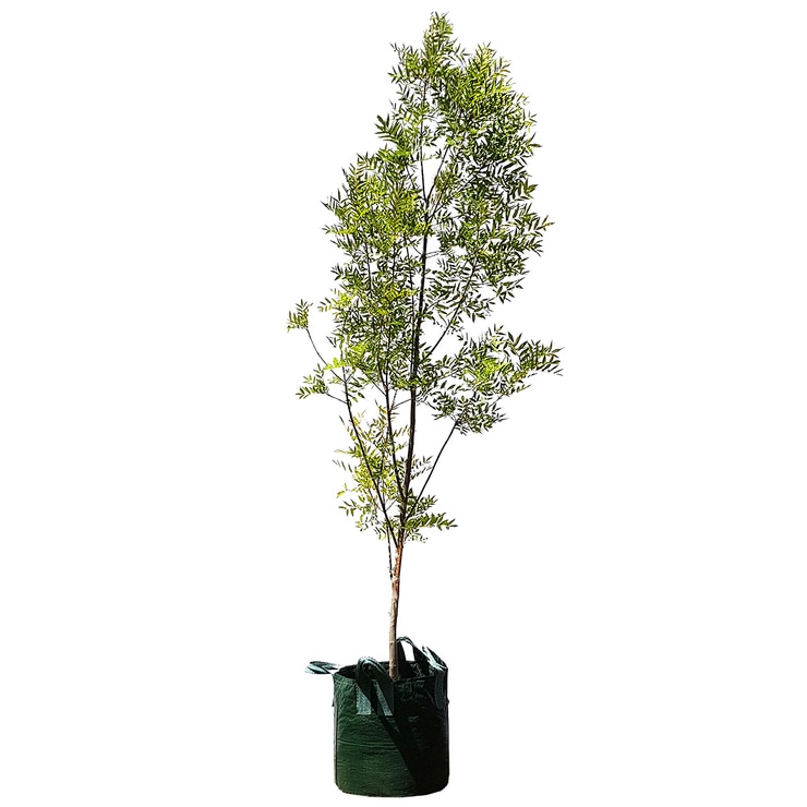 Claret ash Tree Claret ash Tree