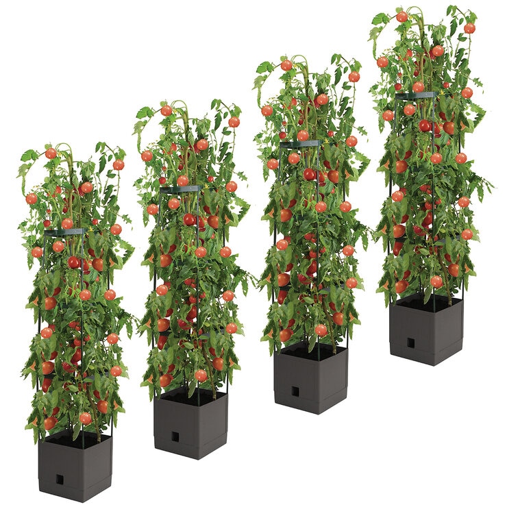 Greenlife 4 x Tomato Tower with 3 Tier Frame 25 x 25 x 120 cm