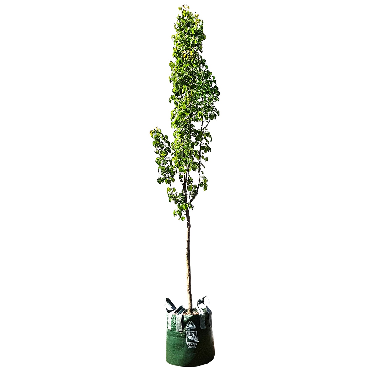Mount Mooney Pyrus Calleryana Capital Tree 45LT