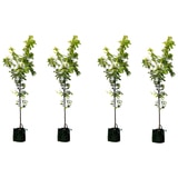 4 X Japanese Elm Gr Vase Trees