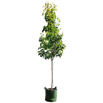 Pyrus Calleryana 'Cleveland Select' Trees 13 x 45L Pyrus Calleryana 'Cleveland Select' Trees 13 x 45L