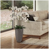 CGH Phalaenopsis Orchid Arrangement 1.2M White